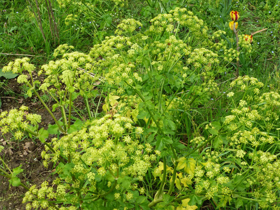 Smyrnium olusatrum
